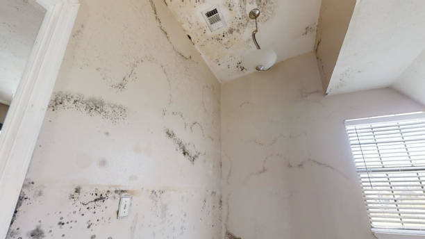 Best Asbestos and Lead Testing During Mold Inspection  in Hilliard, FL