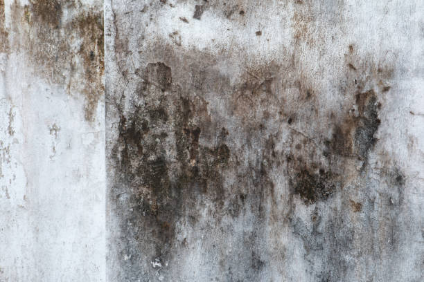 Best Airborne Mold Testing  in Hilliard, FL